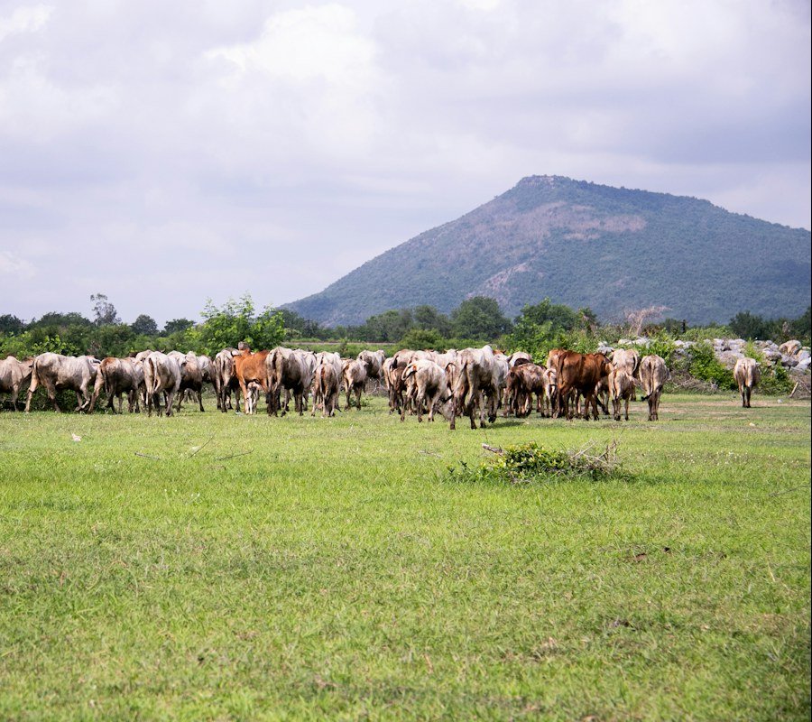 Cattle grazing on a green field